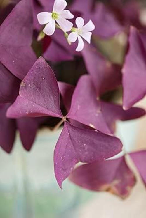 12PCS Purple Shamrocks Bulbs Good Luck Plant Purple Oxalis Bulbs for Planting…
