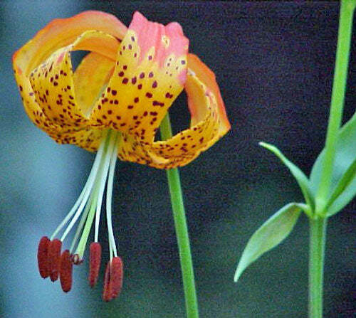 Lilium pardalinum | Leopard Lily | Panther Lily | 10 Seeds