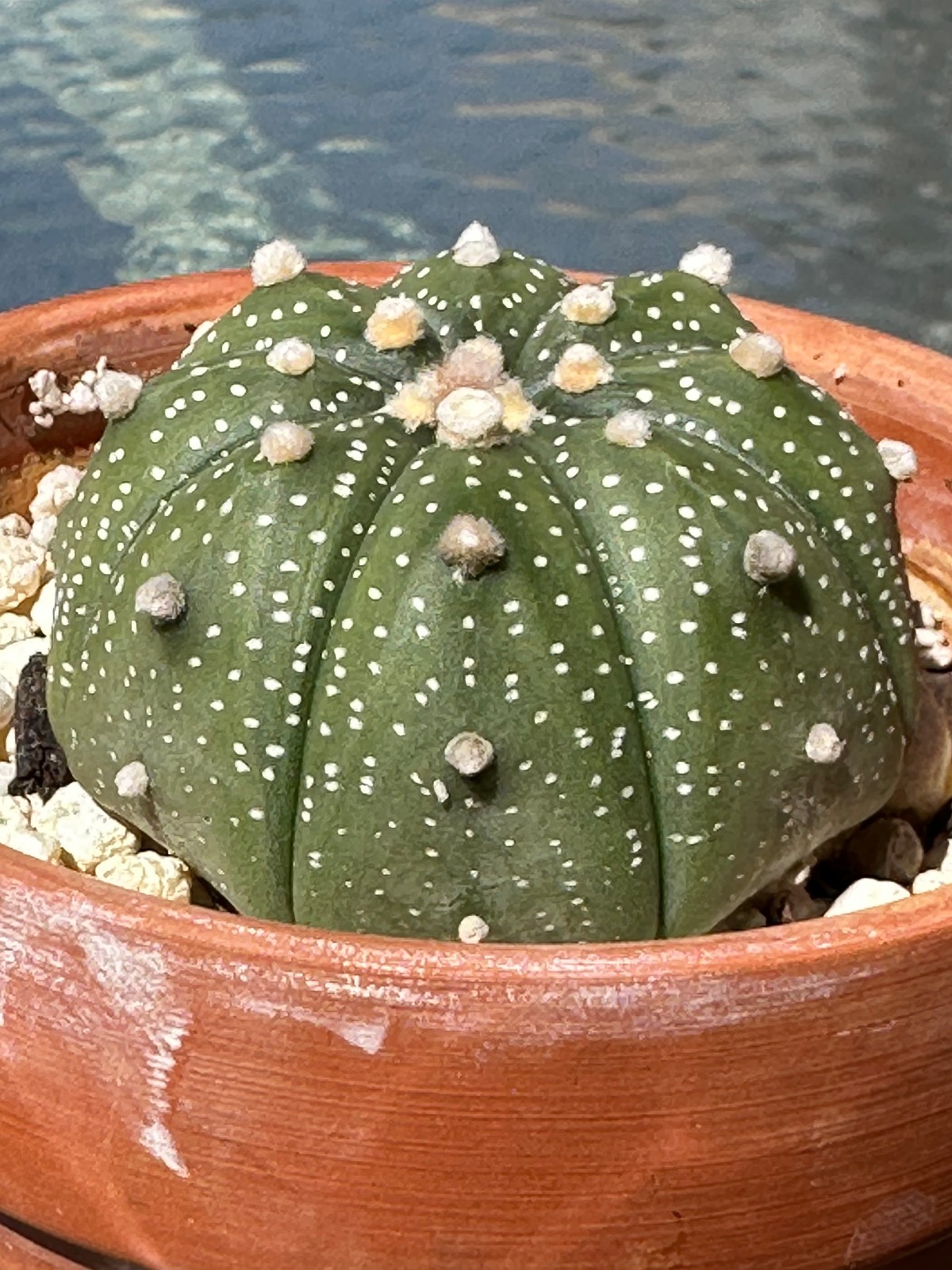 Astrophytum Asterias Live Sand Dollar Cactus in 3.5″ pot FREE SHIPPING