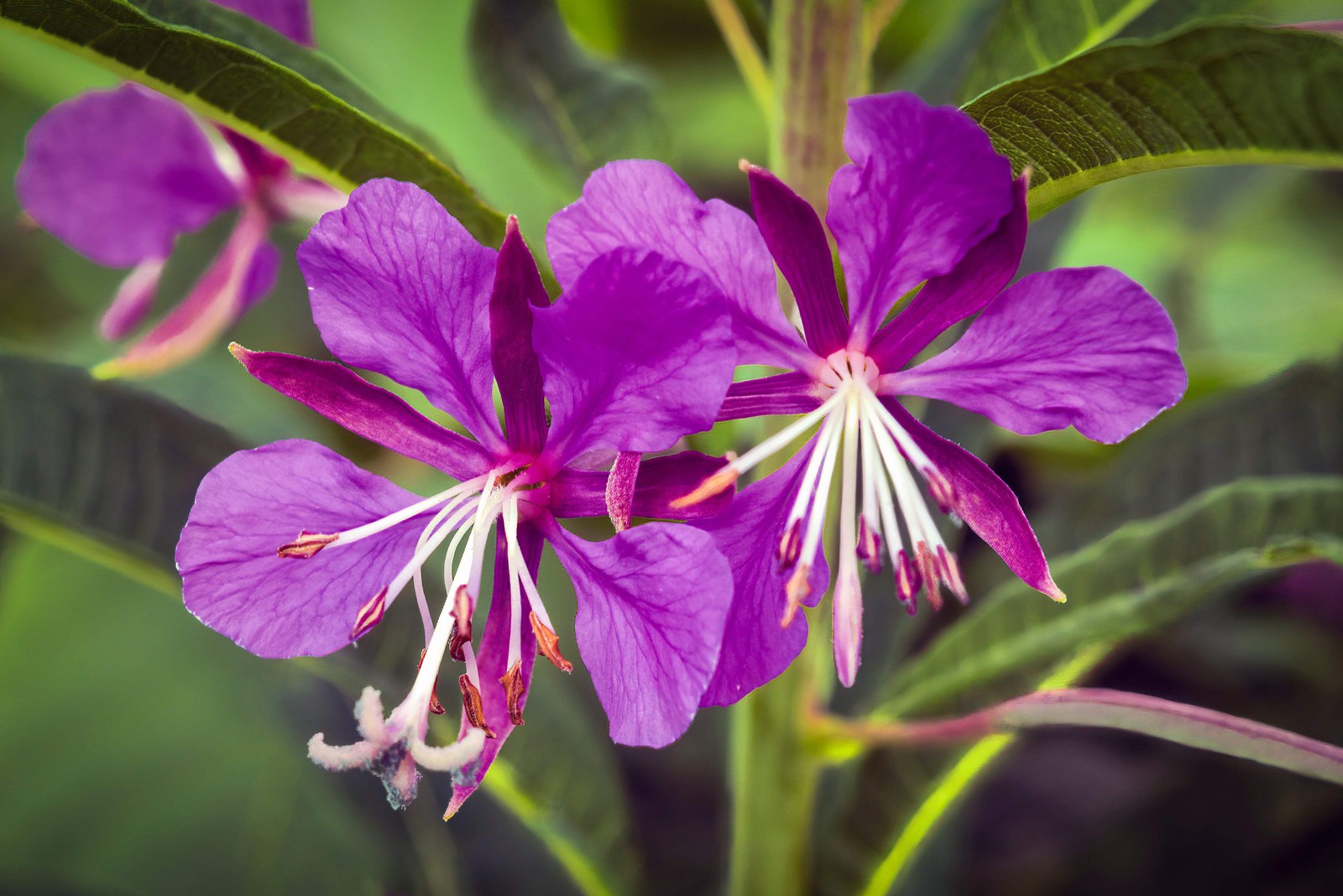 300 FIREWEED / ROSEBAY (Great Willowherb) Epilobium Angustifolium Flower Seeds