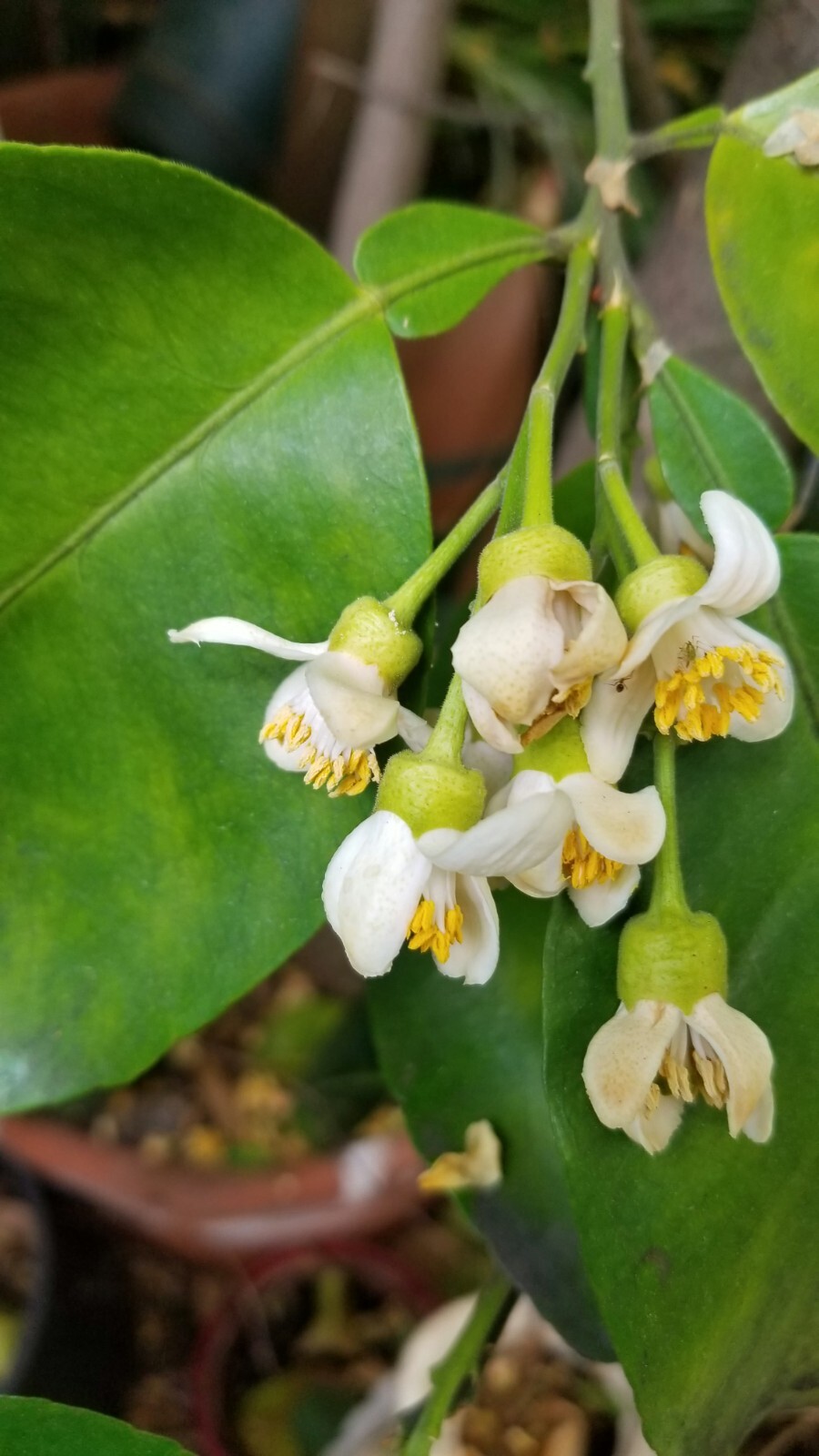 4 Oro Blanco Grapefruit (White Gold)Tree Cuttings CA. ONLY