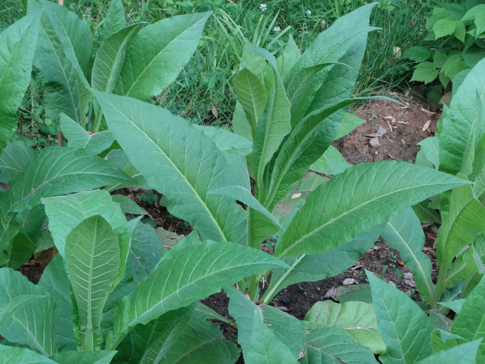 LOUISIANA PERIQUE TOBACCO 1000+ SEEDS FRESH 2023 HARVEST Instructions Included
