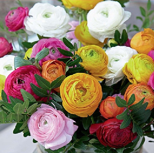 10 Mixed Ranunculus Bulbs (‘Claws’) Zone 8-10