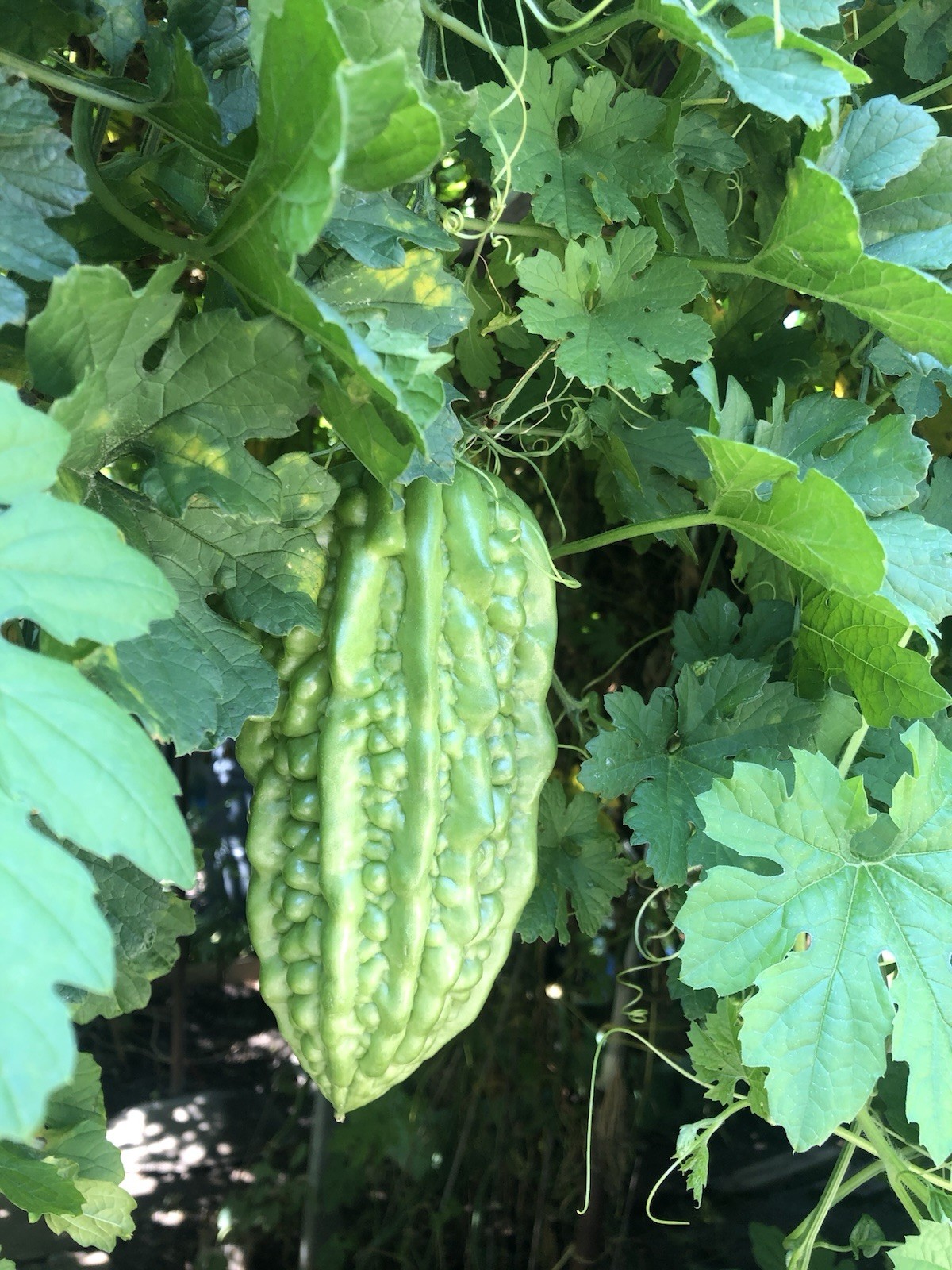 BitterMelon Starter Plant With Pot Live Vegetable Ready To Plant