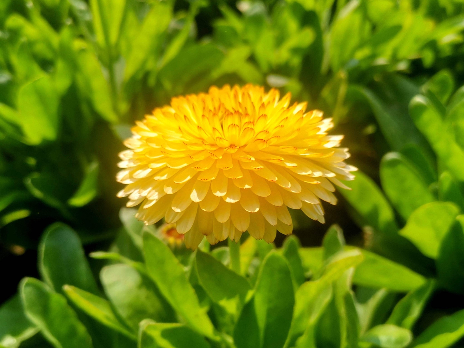 500 PACIFIC Beauty YELLOW MARIGOLD Calendula Officinalis Flower Seeds
