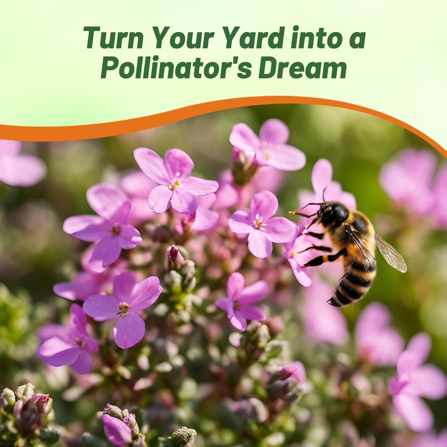 1000 Seeds Creeping Thyme Drought Resistant Thymus Serpyllum Magic Carpet