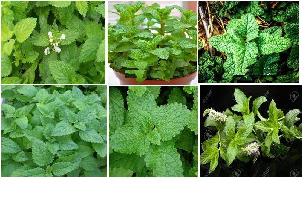 Lemon Mint Herb Plant Smells Like Lemon OVER 25 Seeds USA Seller