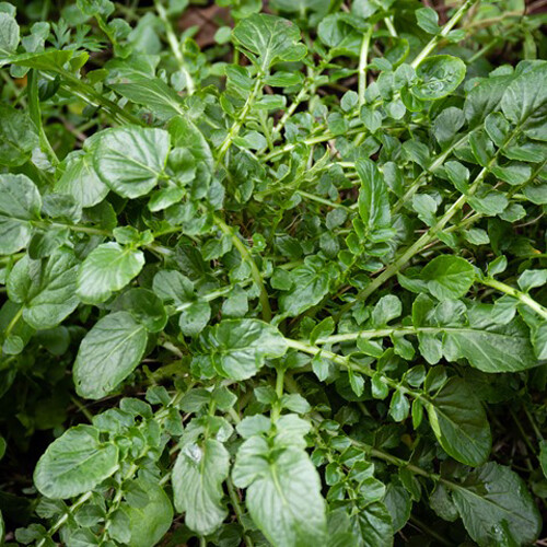 1000+Cress seeds Upland Cress seed Garden cress American cress Creasy Green USA