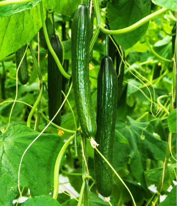 25+ Japanese Long Burpless Cucumber Seeds — Heirloom — NON GMO