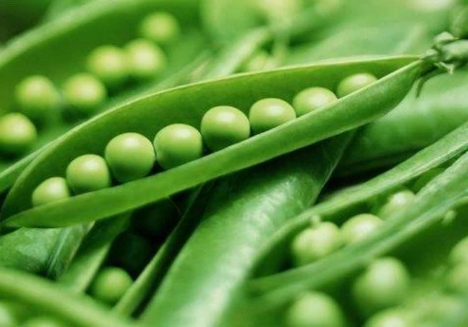 Pea Seeds- Green Arrow Heirloom- 50+ seeds $1.69 Max. Shipping/order!