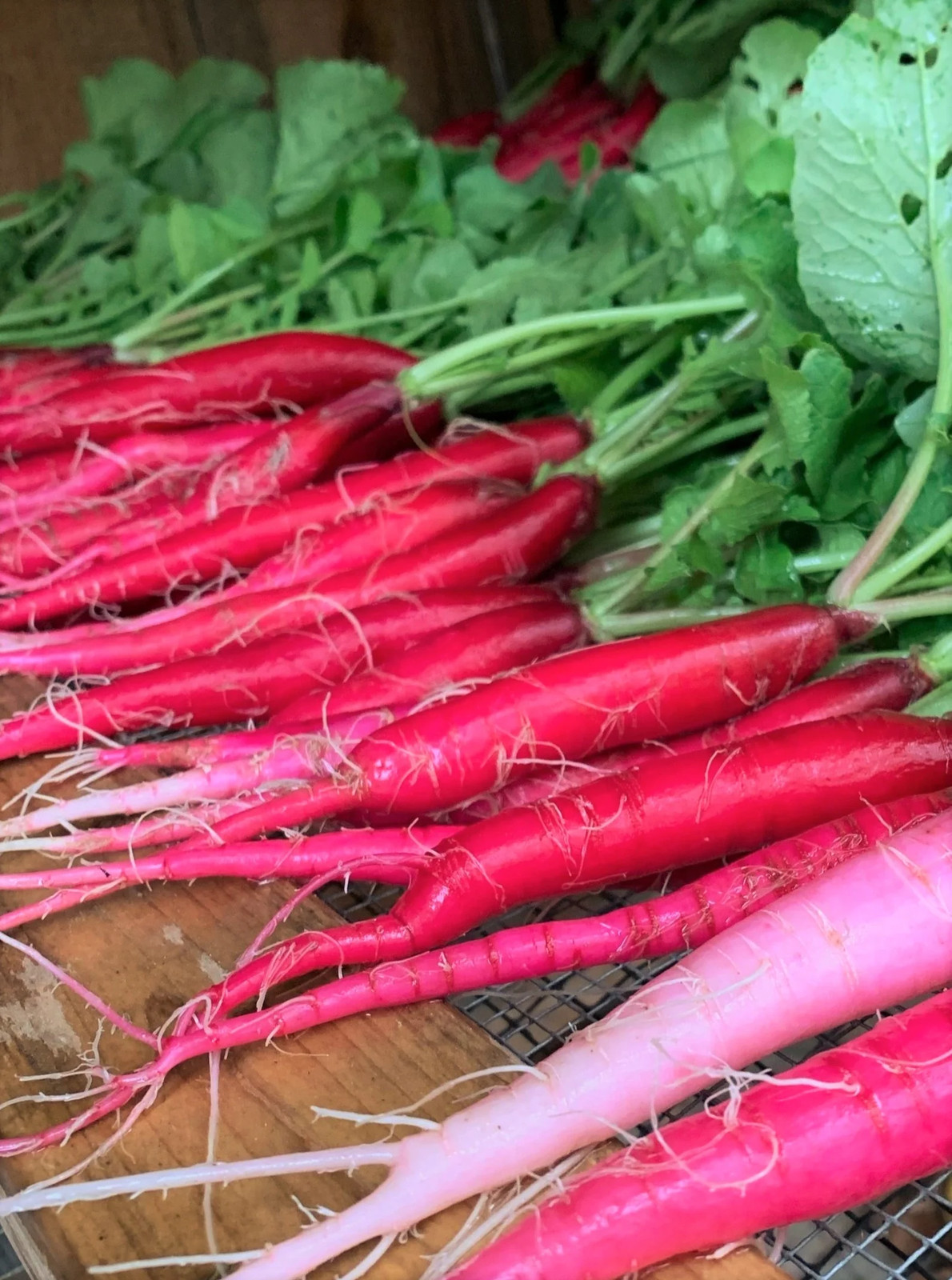 Fire Candle Radish Seeds | Raphanus sativus Radishes Long Red Pink Daikon 2024