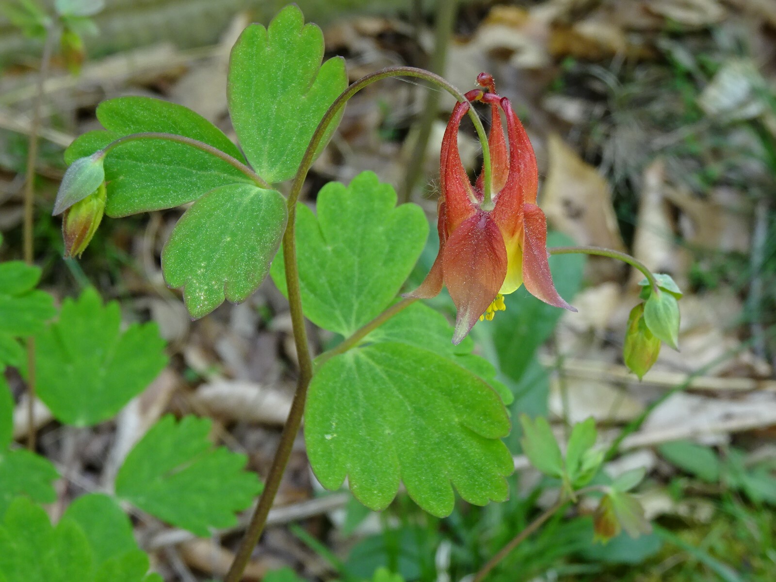 Eastern Red Columbine Aquilegia canadensis Native Perennial 50 seeds Hummingbird