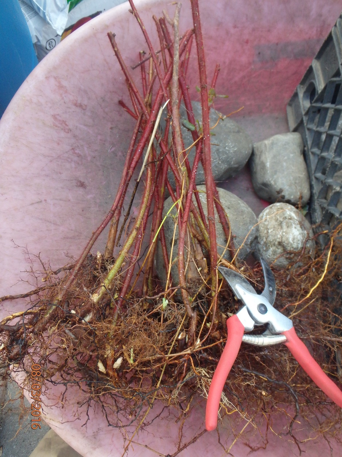 Wineberry ! Rubus phoenicolasius. Live plants, roots wrapped in wet, no leaves
