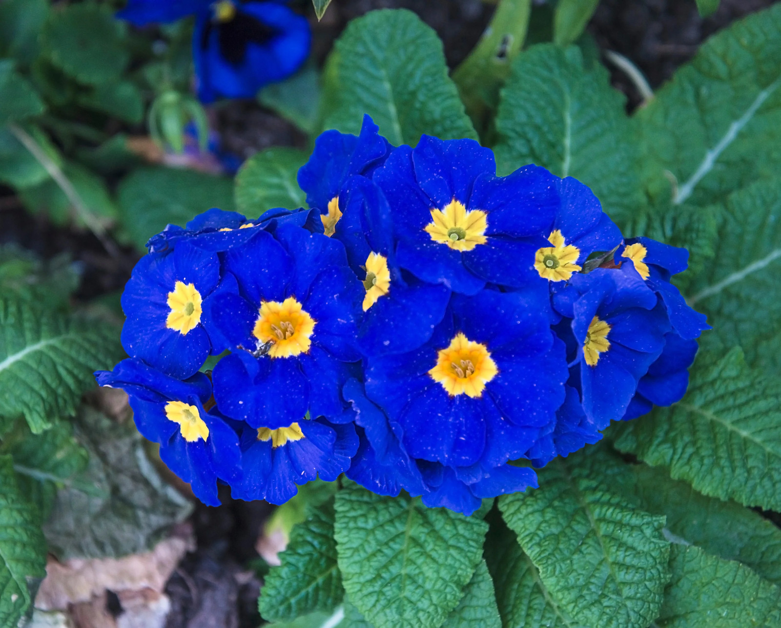 50 MIXED ENGLISH PRIMROSE Primula Vulgaris Acaulis Shade Houseplant Flower Seeds