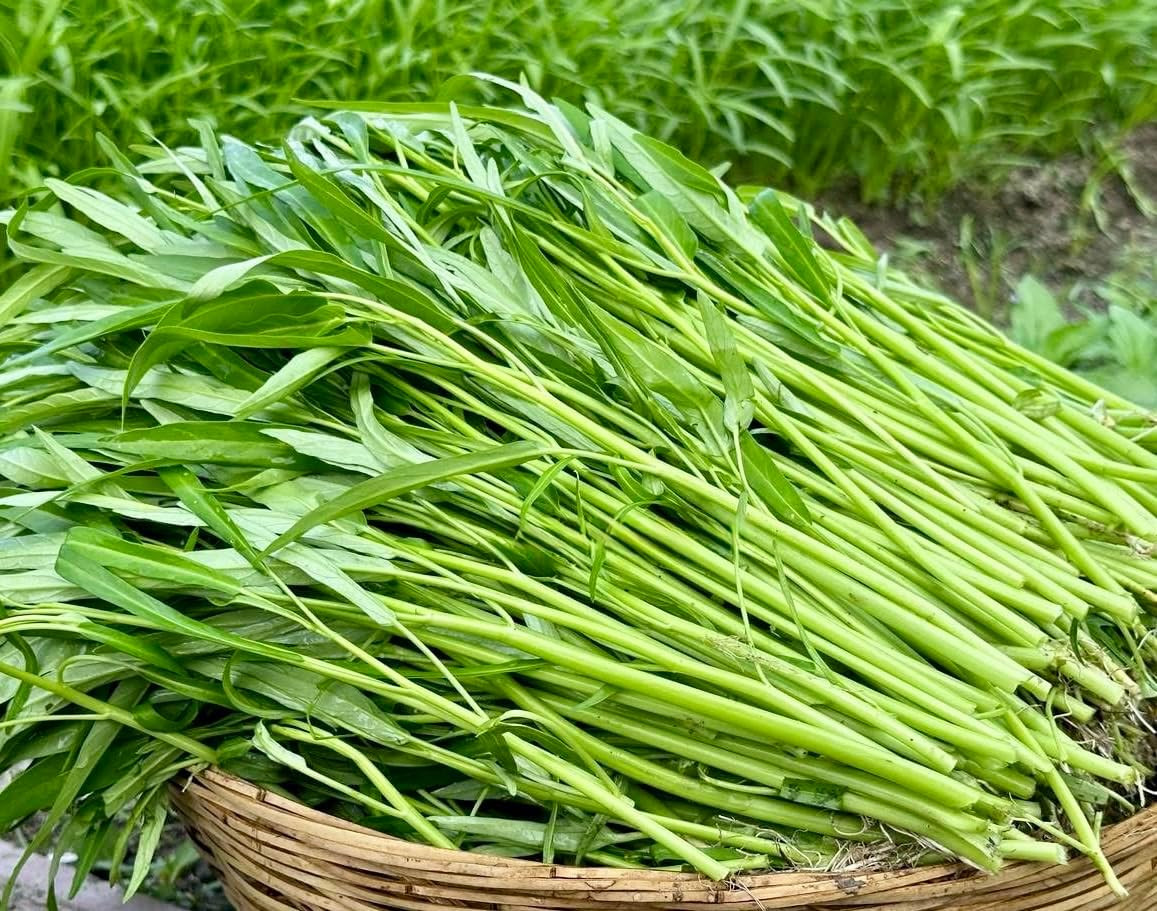 1000+ Organic Water Spinach Seeds – Kangkong, Ong Choy, Rau Muong – , Non-Gmo, U
