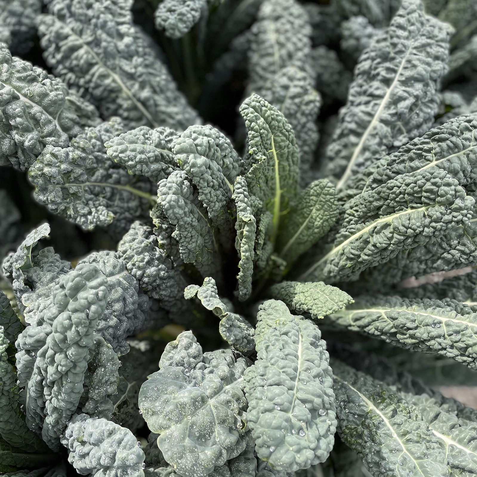 Organic Lettuce Seeds Collection 10 Varieties Leafy Greens 10 Pack Non GMO