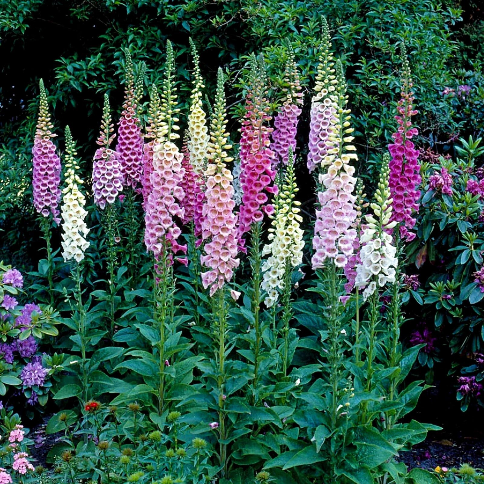 200 Foxy Mix Foxglove Seeds | Non-GMO | Free Shipping |Deer Resistant