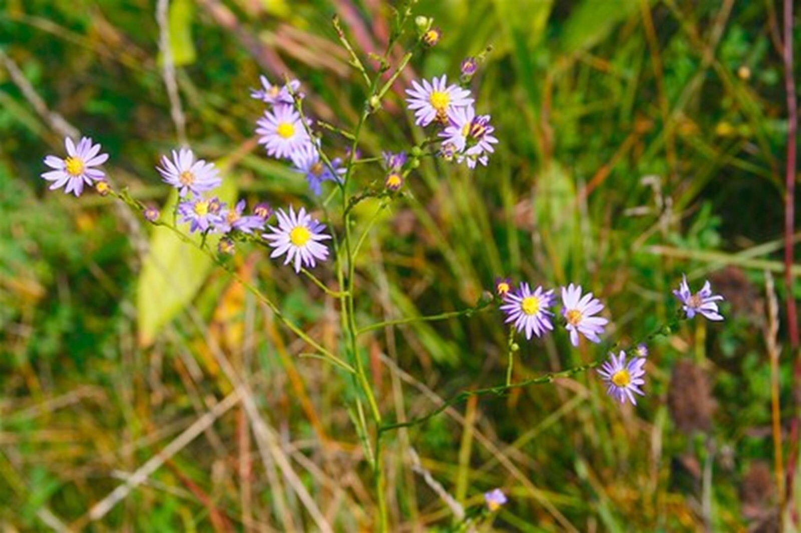 Sky Blue Aster {Symphyotrichum oolentangiense} 50+ seeds Free Shipping!