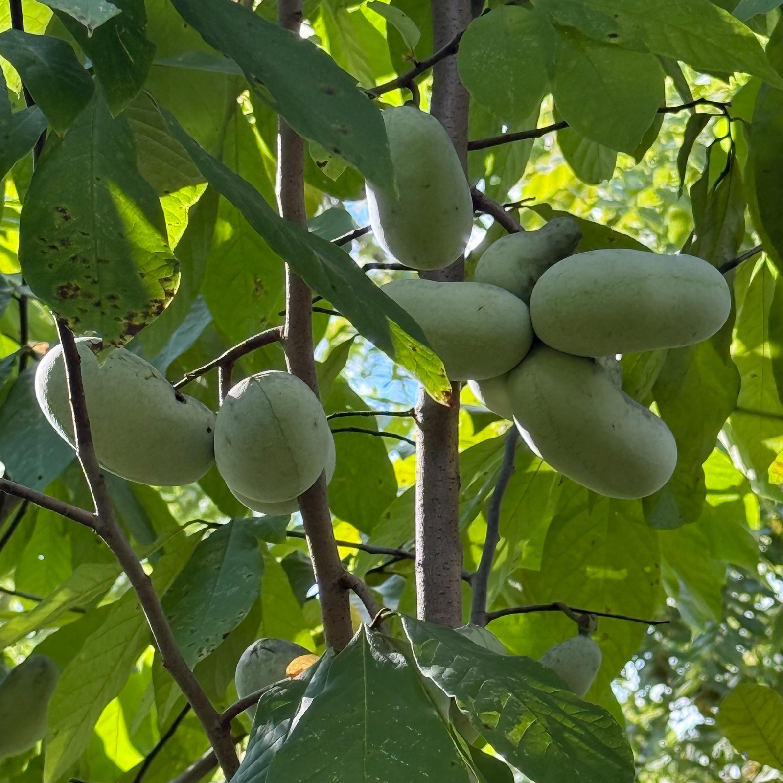2025 Paw Paw Tree Seeds- from great quality grafted cultivars, packed in peat