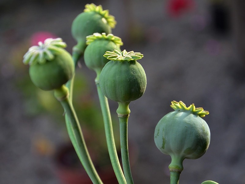 1,000 Blue Moon Poppy Seeds – P. Somniferum – Off White Blooms With Purple Eyes