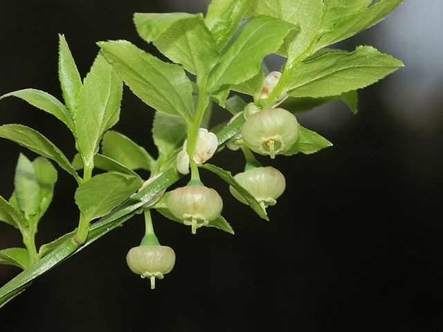 Vaccinium myrtillus | Bilberry | 20 Seeds
