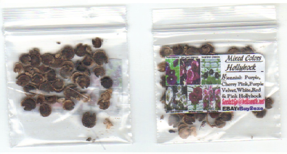 Mixed Colors Pretty HOLLYHOCKS Cherry Pink Purple White Red 25 +SEEDS USA Seller
