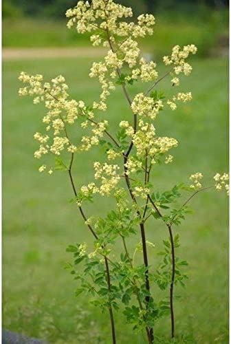 Purple Meadow Rue Seeds (80 Seed Pack)