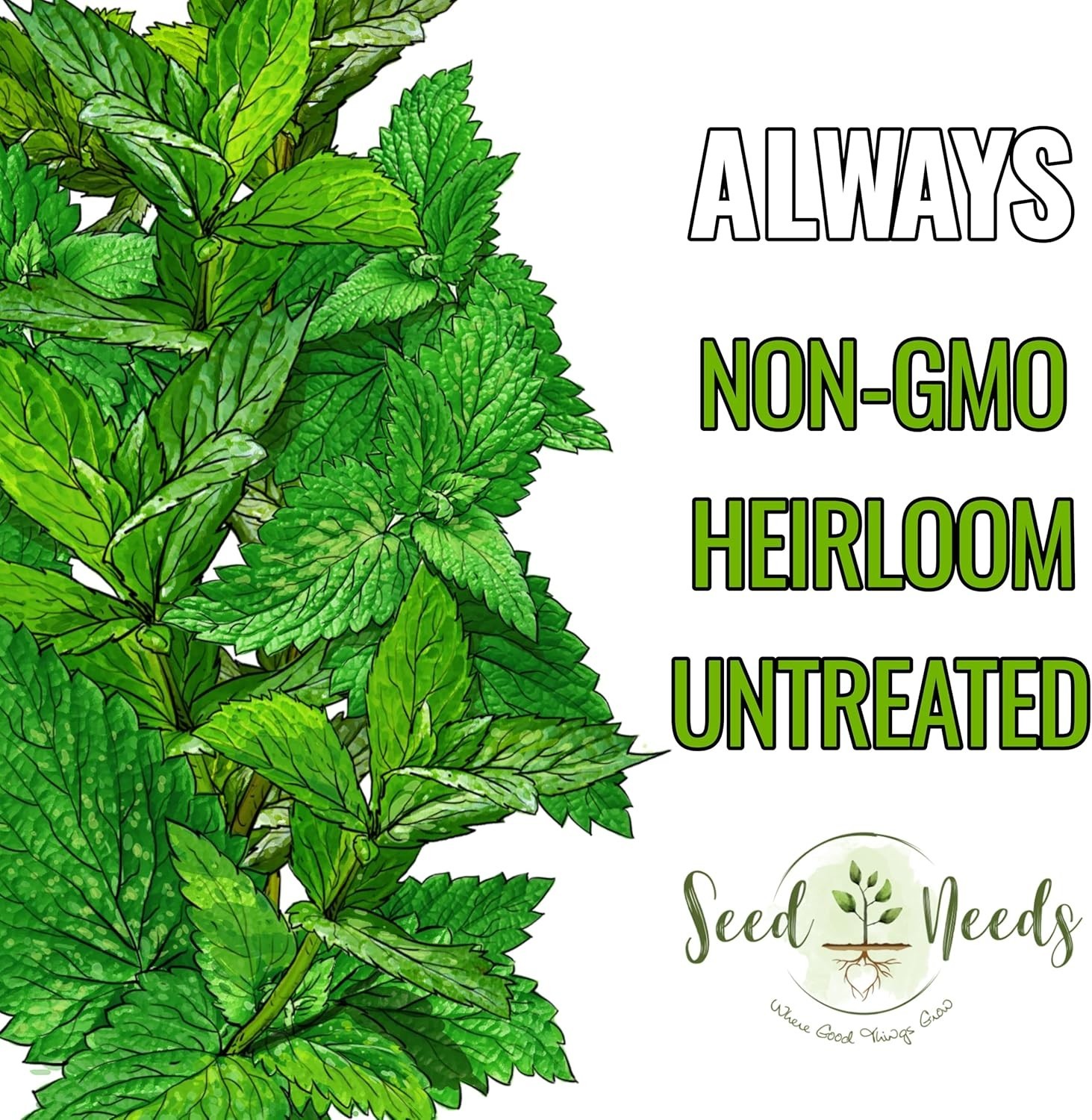 Peppermint Seeds for Planting – Non-GMO Heirloom & Untreated – Medicinal/Culi…