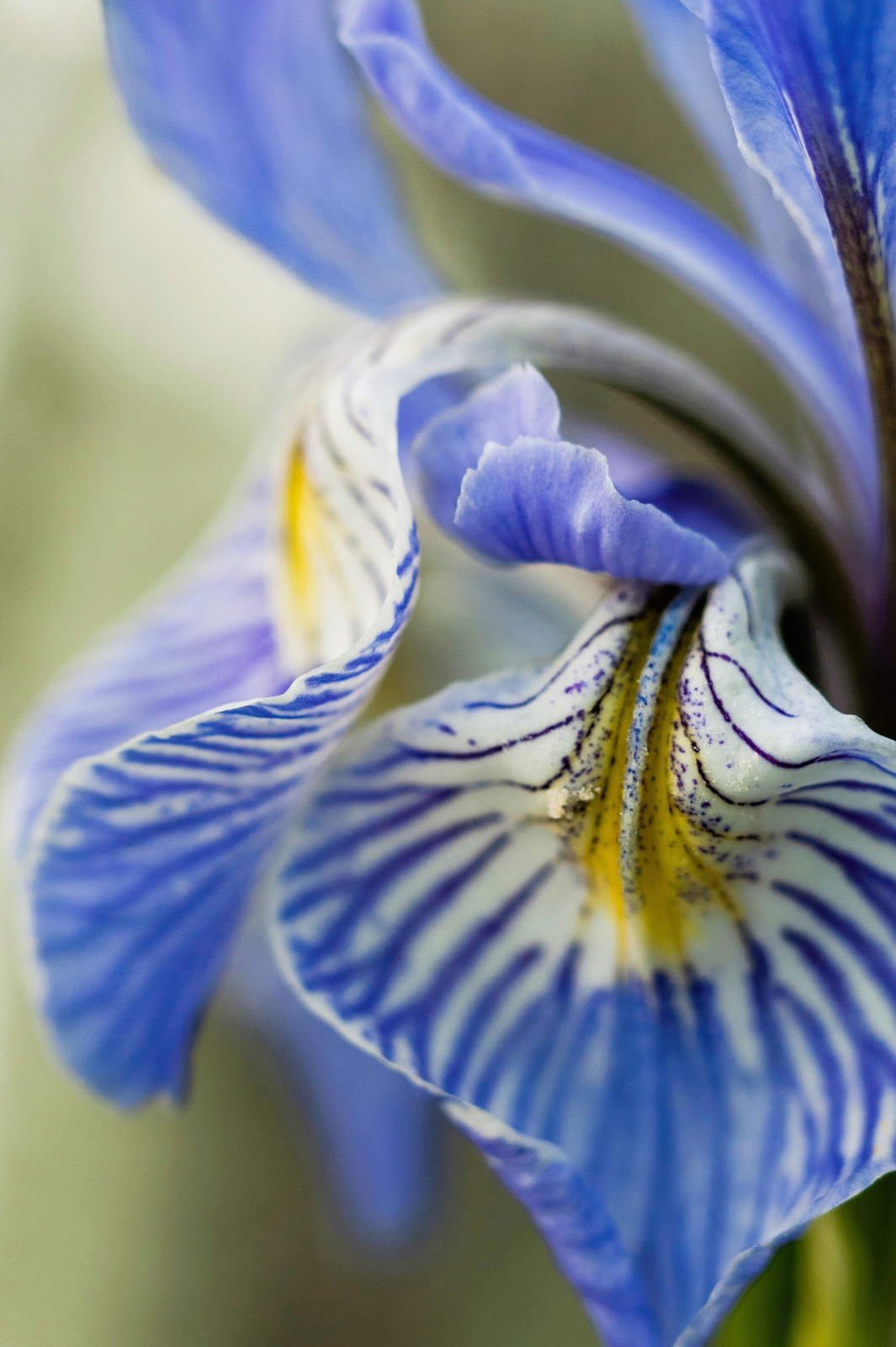 50 MISSOURI IRIS Missouriensis Rocky Mountain Blue Purple Yellow Flower Seeds