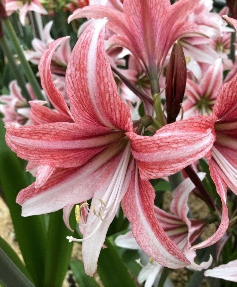 Large Cybister Amaryllis SWEET LILLIAN 22/24 centimeters – United States Seller