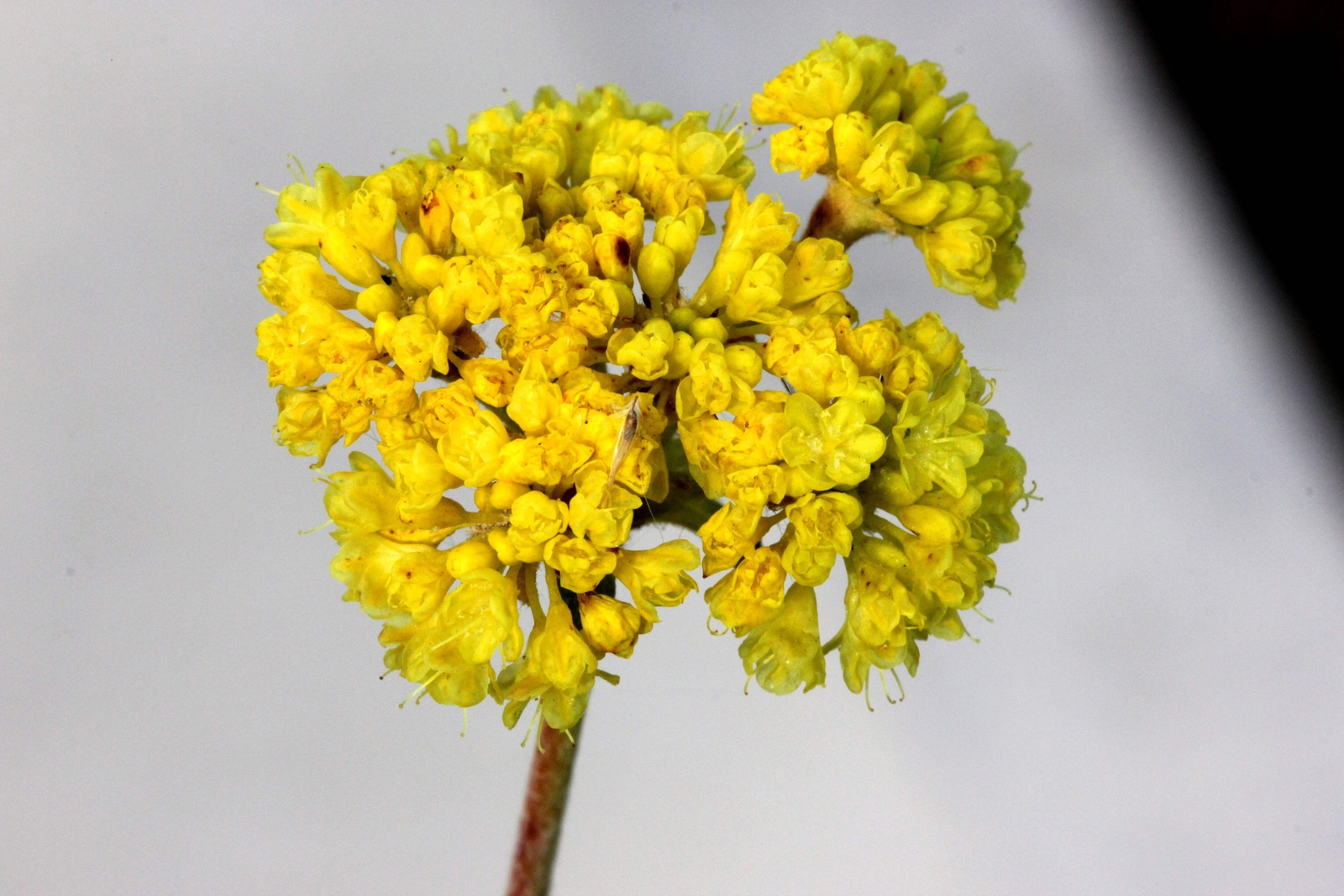 20 YELLOW SAND VERBENA Coastal Abronia Latifolia Arenaria Flower Seeds *Comb S/H