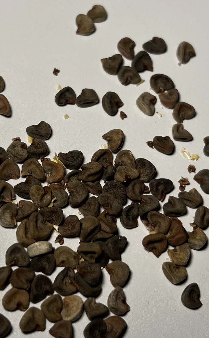 Roselle Hibiscus Seeds
