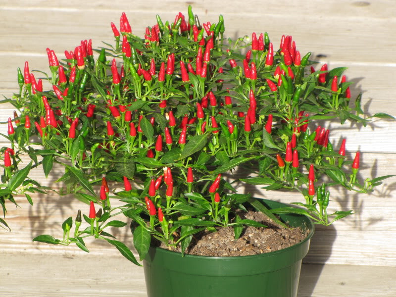 20 BIRDSEYE PEPPER SEEDS ~ heirloomseedguy ~ 2026 ~ NON-GMO