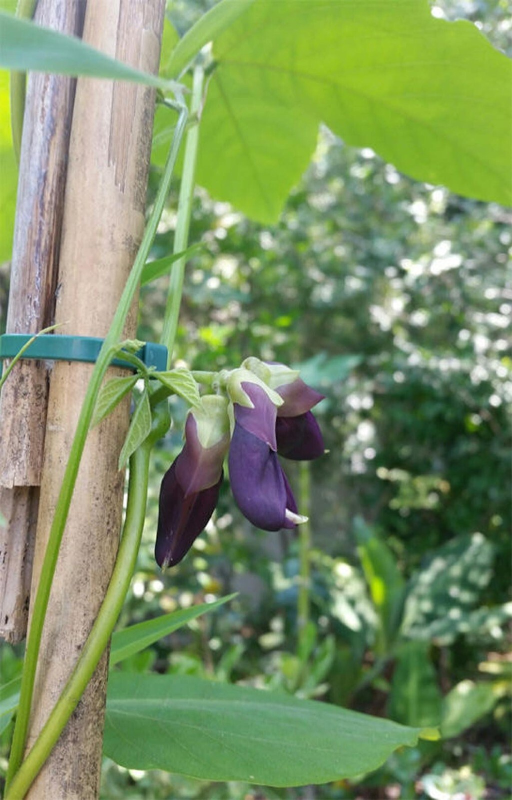 Organic Black Mucuna Pruriens Seeds, Velvet Bean Seeds, 20 + seeds
