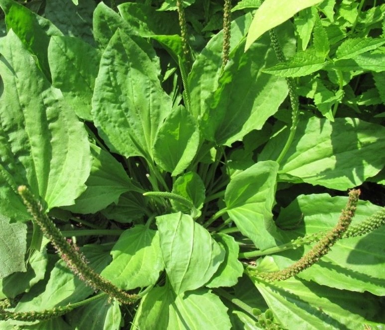 500+ Broadleaf Plantain Seeds (Plantago major) , FREE SHIPPING