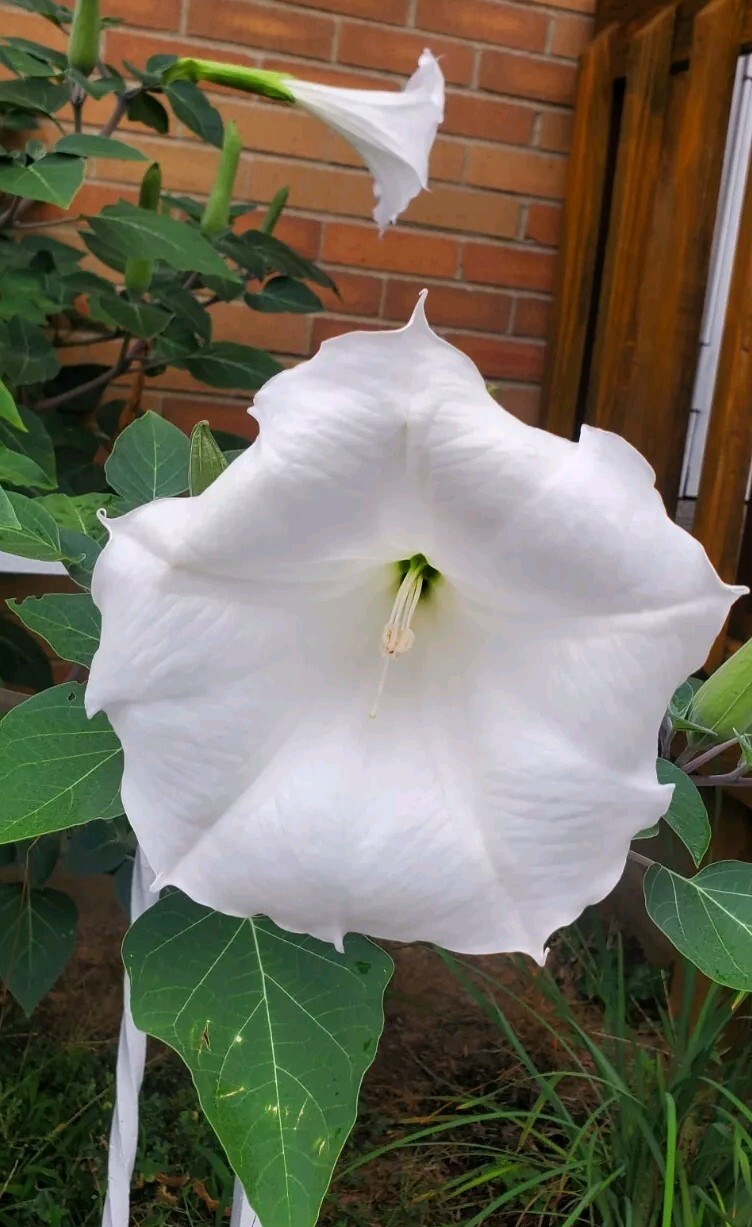 140÷150 Seeds. Datura Stramonium, Jimson Weed, Thorn Apple, Devil’s Trumpet