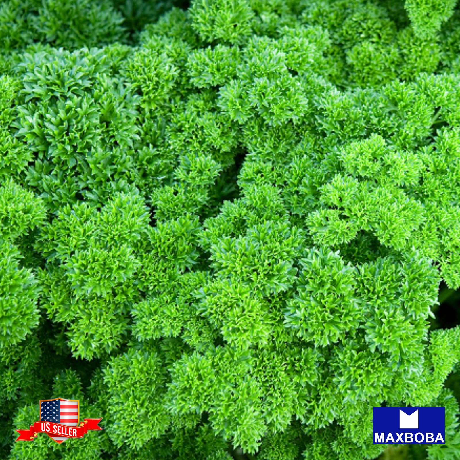 700+ Triple Moss Curled Parsley Seeds Non-GMO Heirloom BTGO 75% OFF