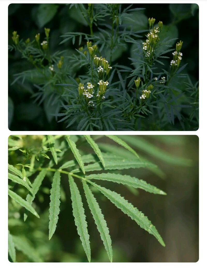 20+ HUACATAY SEEDS BLACK MINT Peruvian Medicinal & Culinary Herb Tagetes Minuta