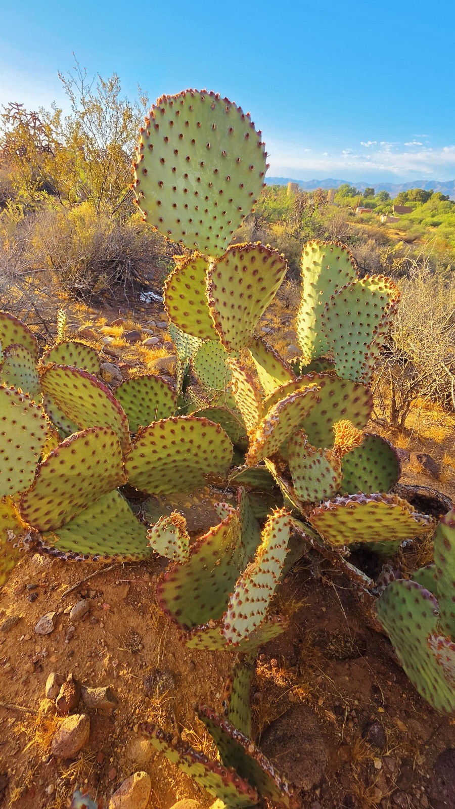 2 Opuntia rufida Cactus: Blind Prickly Pear, Sunset Red-Brown Glochids 3-5″ pad