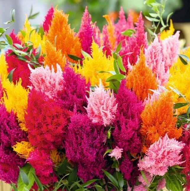 200 Mixed Color Pampas Plume Seeds to Plant Celosia