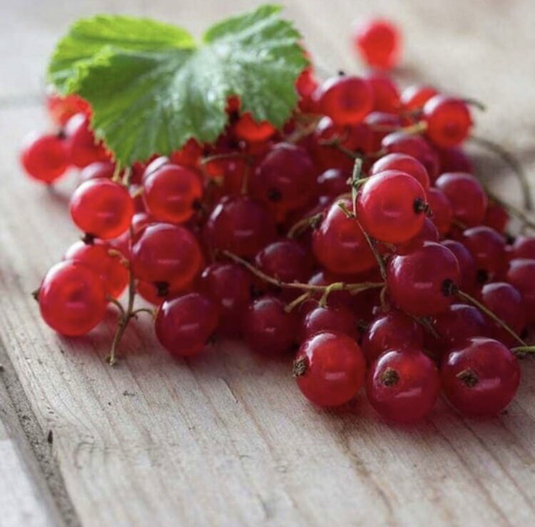 Red Lake Currant Plant dormant starter plant 1-3 inches tall