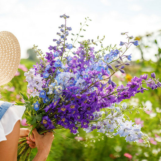 Rocket Larkspur Delphinium TALL MIX Wild Cut-Flowers Pressing Non-GMO 200 Seeds!