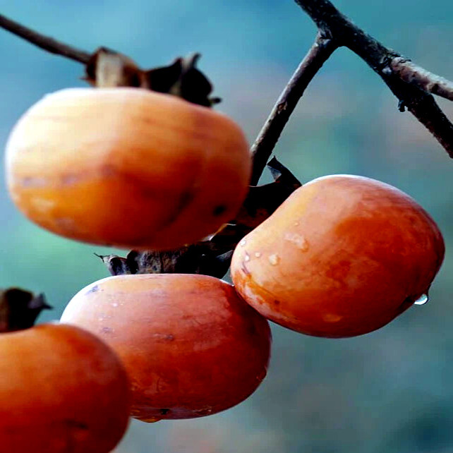 PERSIMMON TREE SEEDS Diospyros Virginiana SUGAR PLUM Fruit Plant COLD HARDY 4-9
