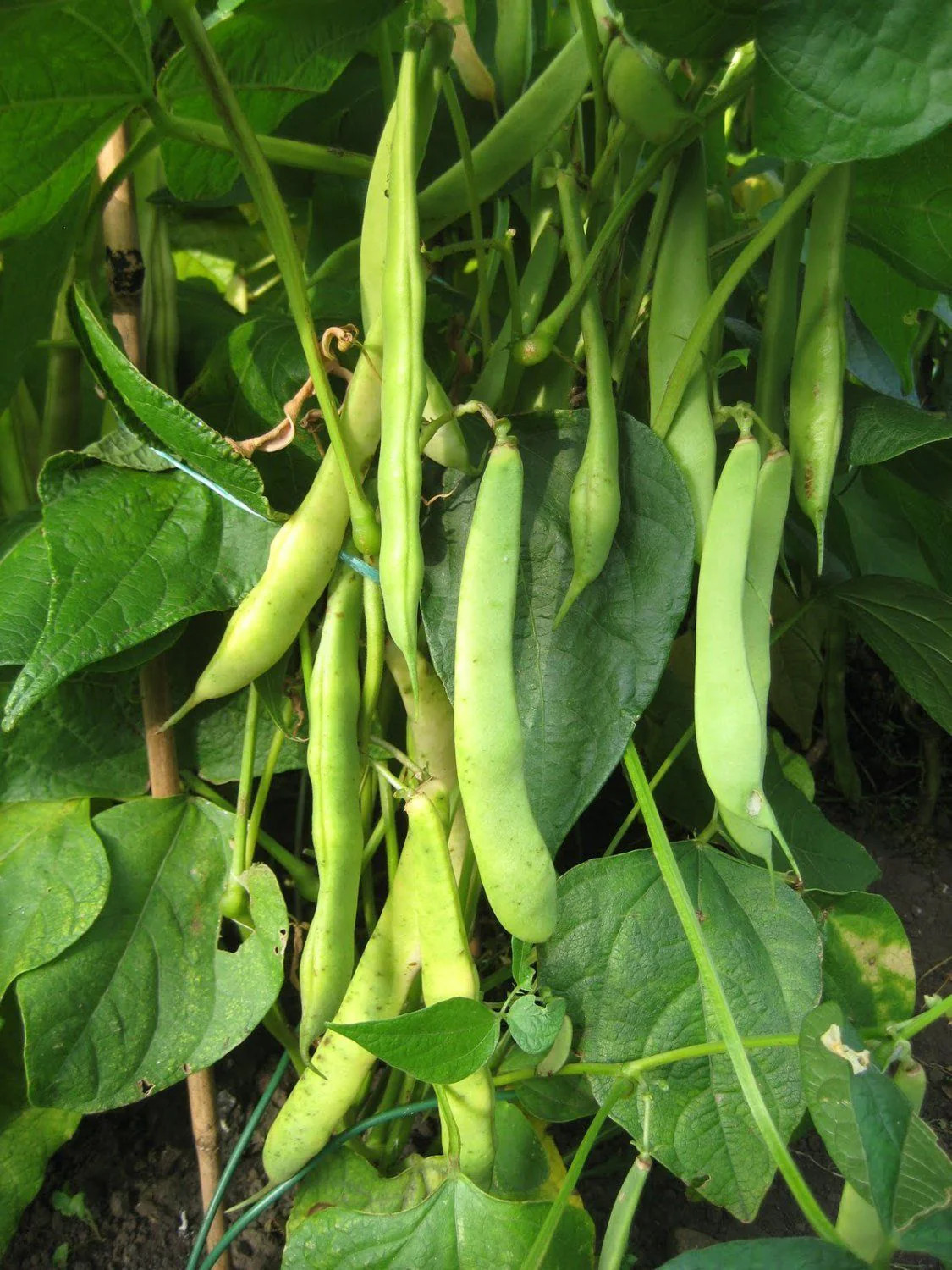 Dark Red Kidney Bean Seeds | For Planting Bush Chili Beans Vegetable Seed 2024