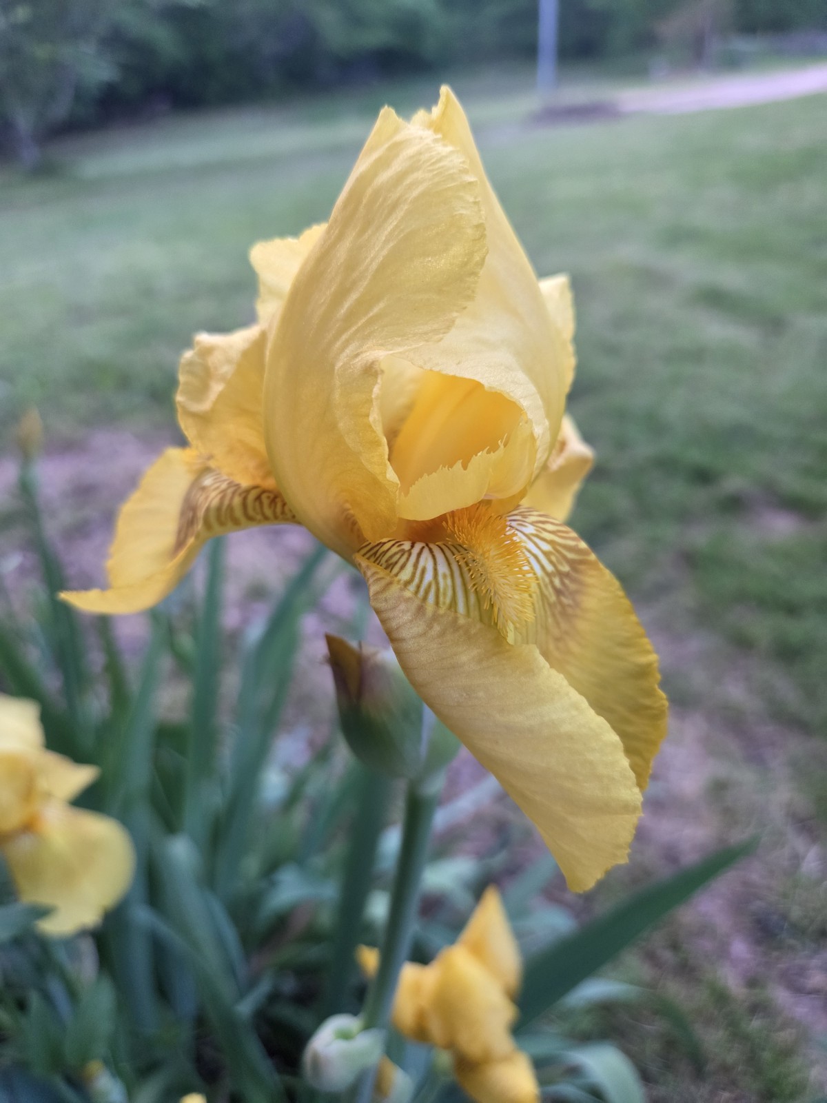 6 – Yellow Iris Flower Rhizome Rhizomes Plant Flowers Dug Fresh