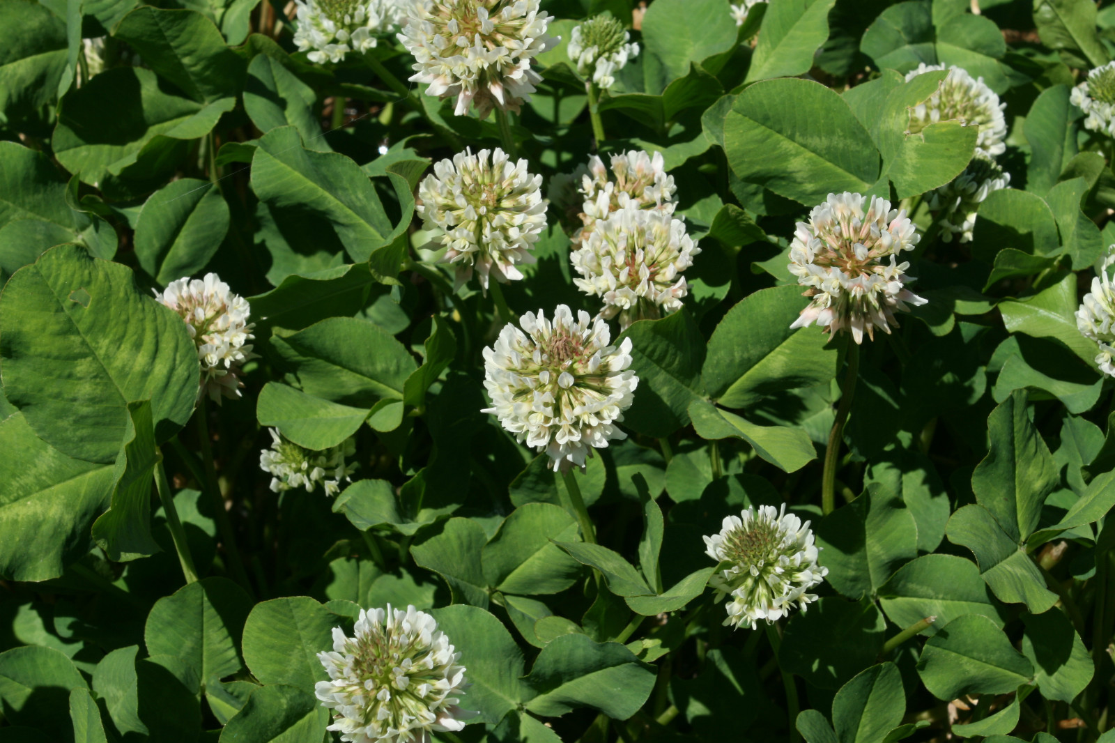 4 LB White Ladino Clover Seeds Deer Turkey Bees Pasture Yard