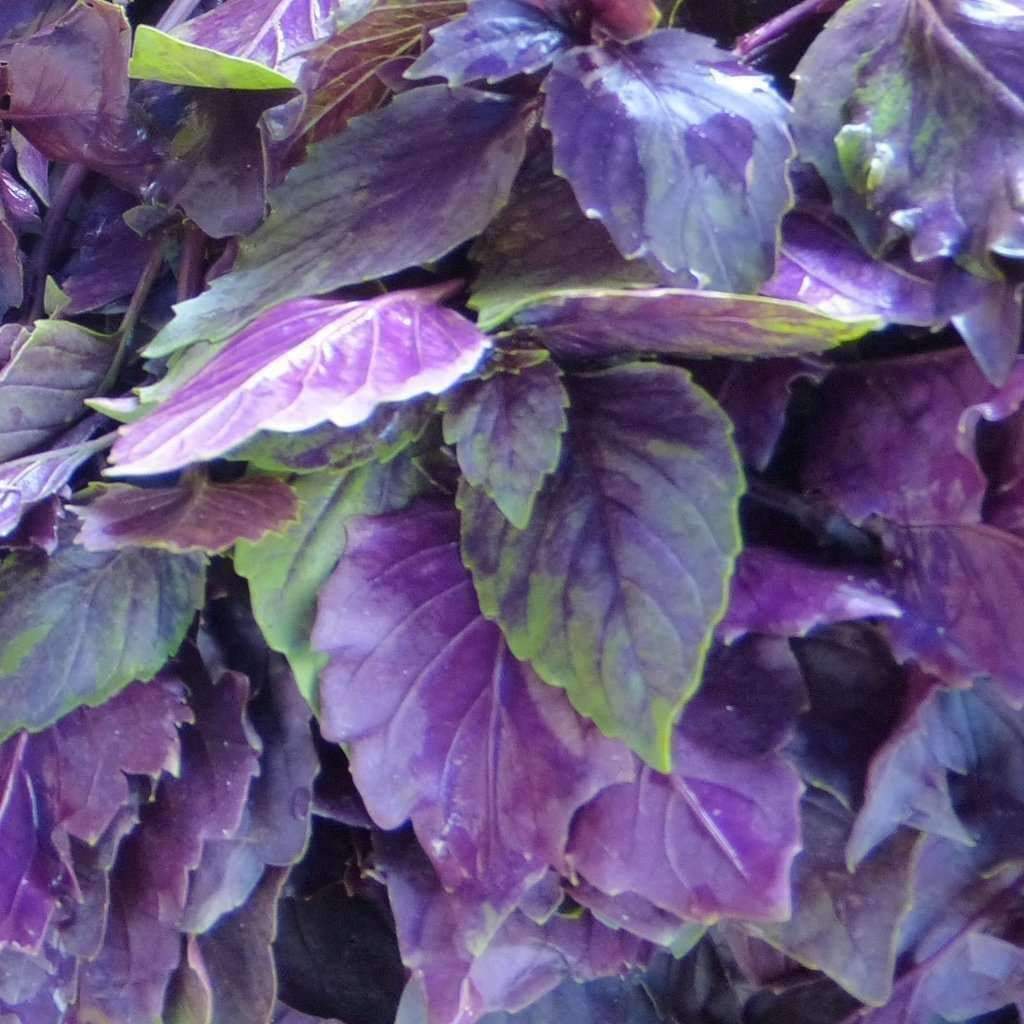 Dark Opal Basil Seeds, NON-GMO, Purple Basil, FREE SHIPPING
