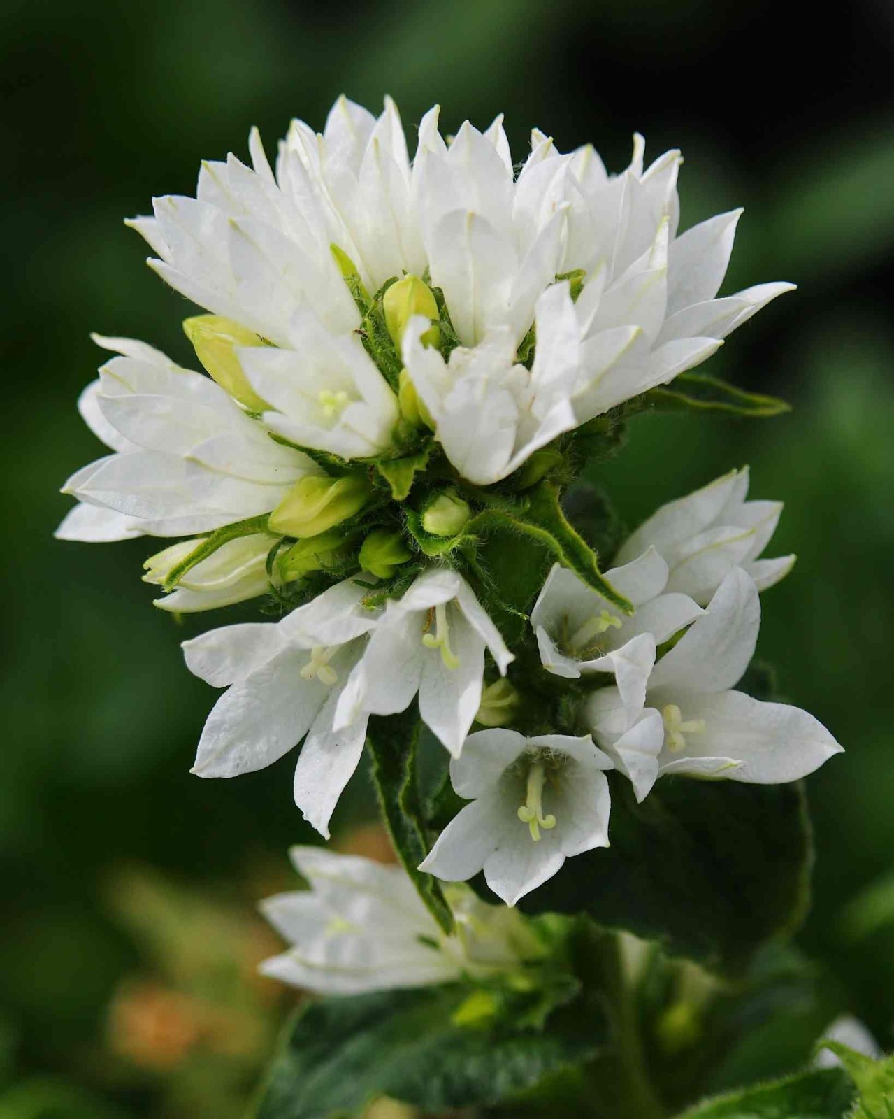 Campanula glomerata – Alba seed
