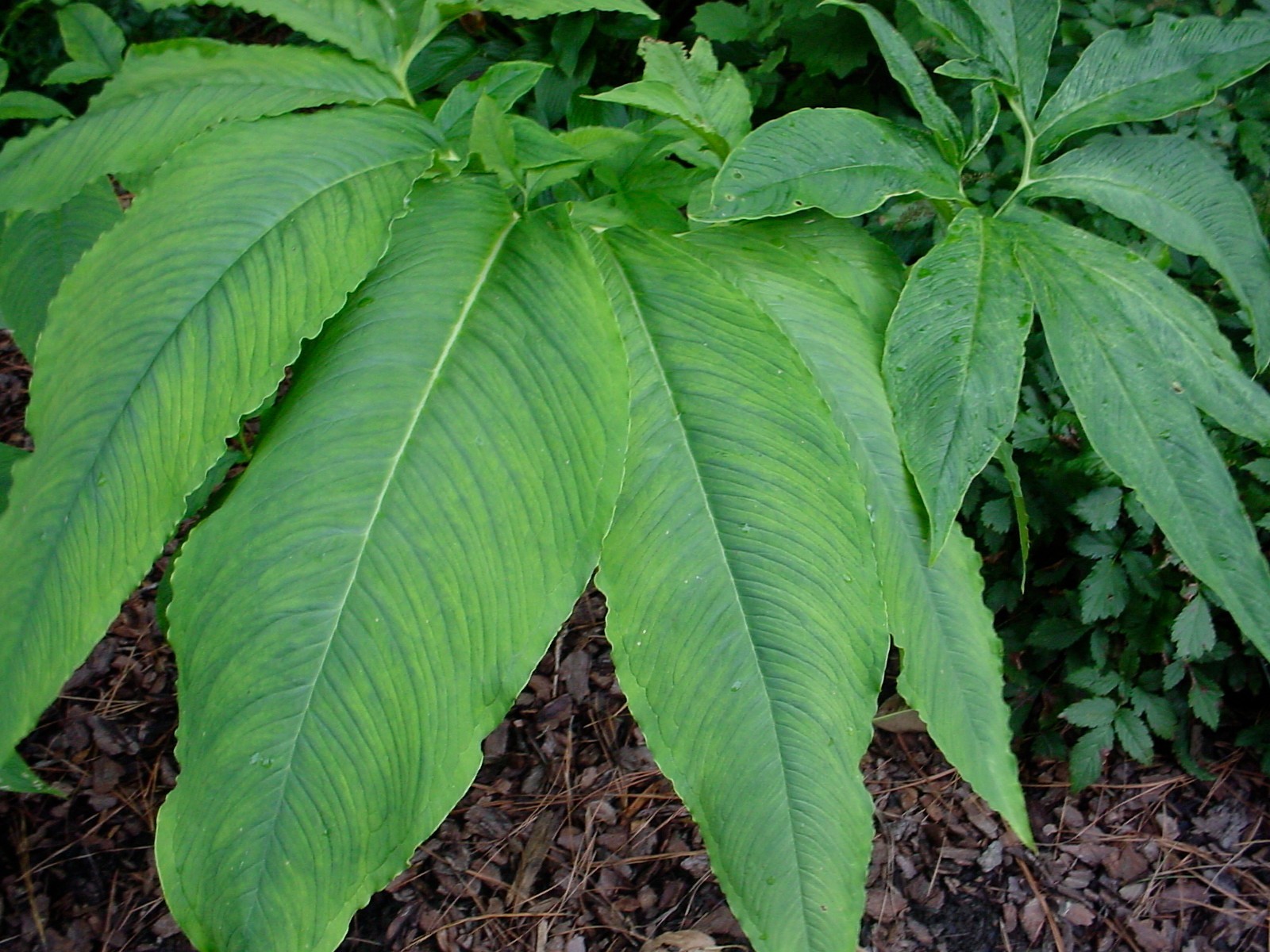 TEN (10) SAUROMATUM VENOSUM BULBILS TUBER CORM VOODOO LILY BULB AMORPHOPHALLUS