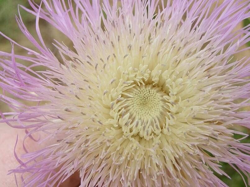 100 American Star Thistle Seeds Centaurea Americana Basket Flower
